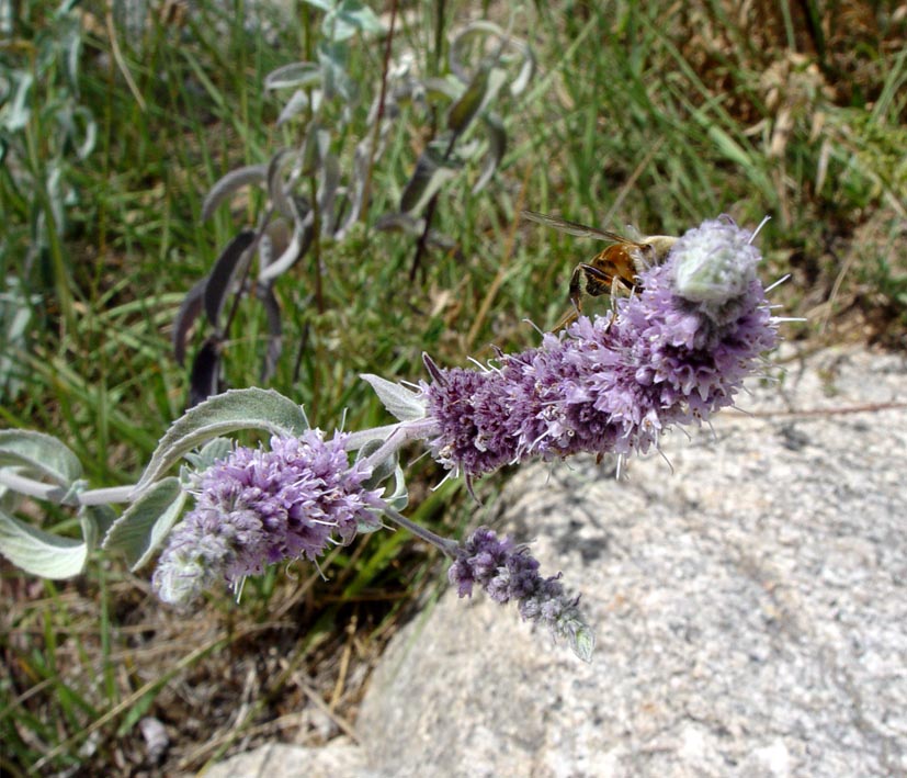 Image of Mentha asiatica specimen.