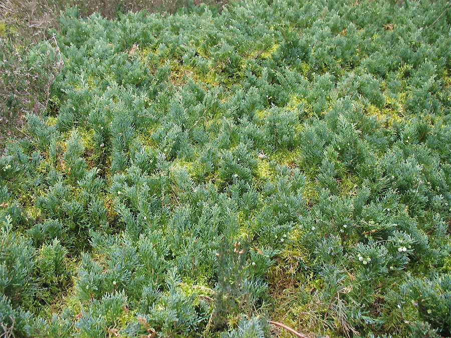 Изображение особи Juniperus horizontalis.