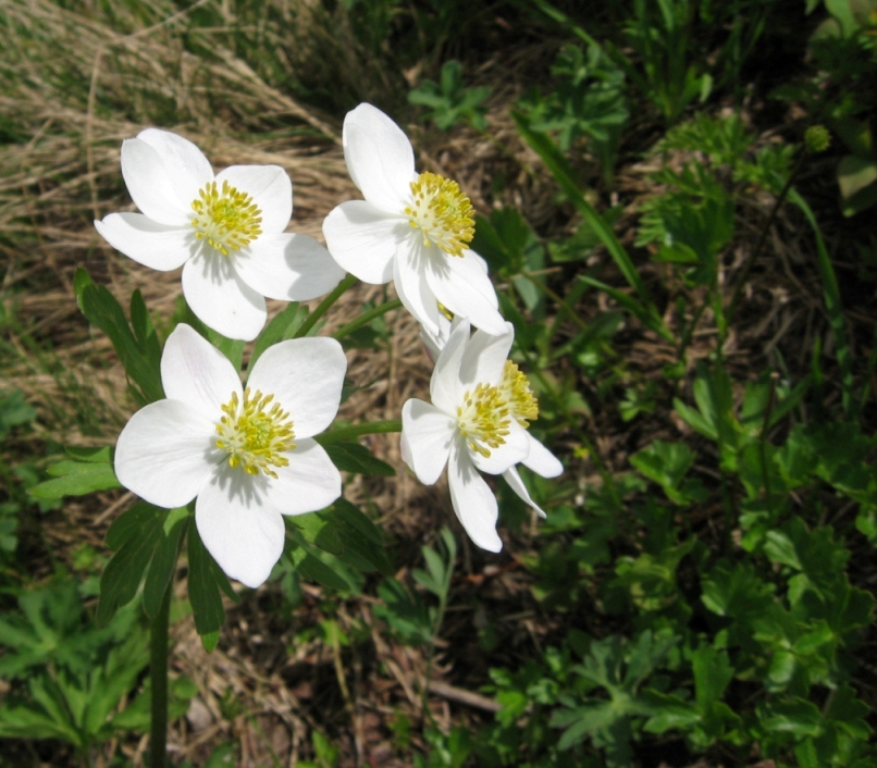 Image of Anemonastrum fasciculatum specimen.