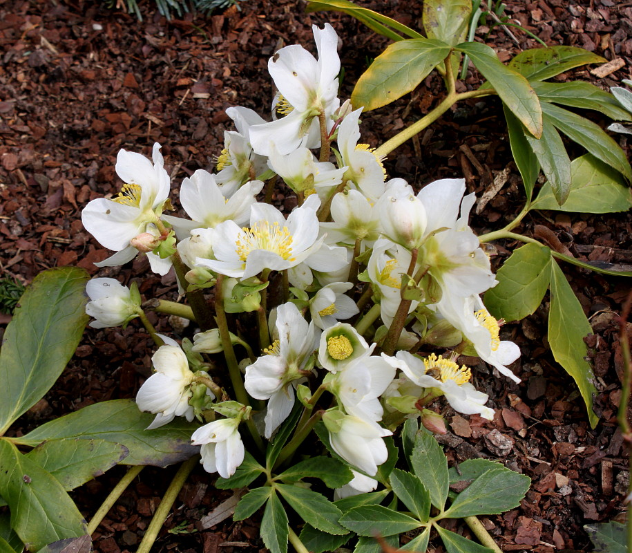 Изображение особи Helleborus niger.