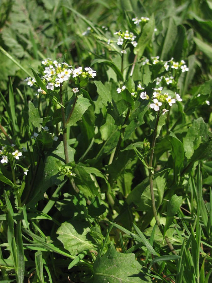 Изображение особи Calepina irregularis.