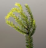 Picea orientalis