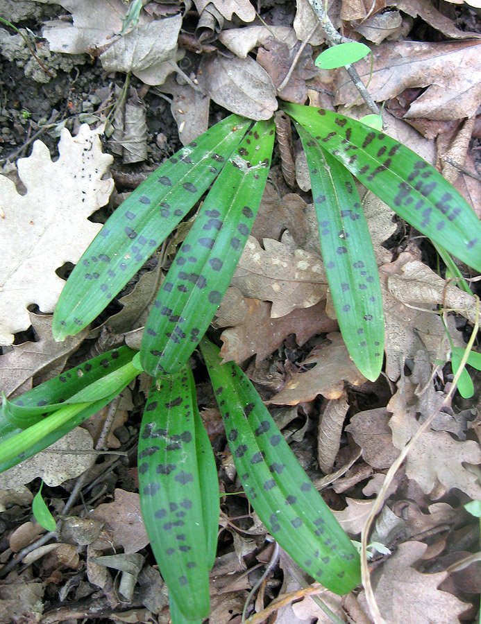 Image of Orchis provincialis specimen.