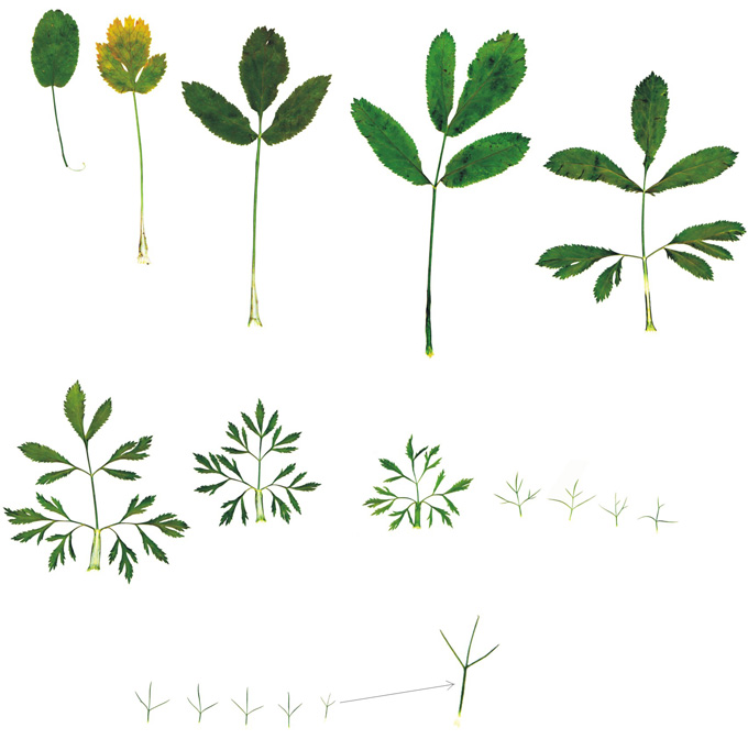 Image of Ammi majus specimen.