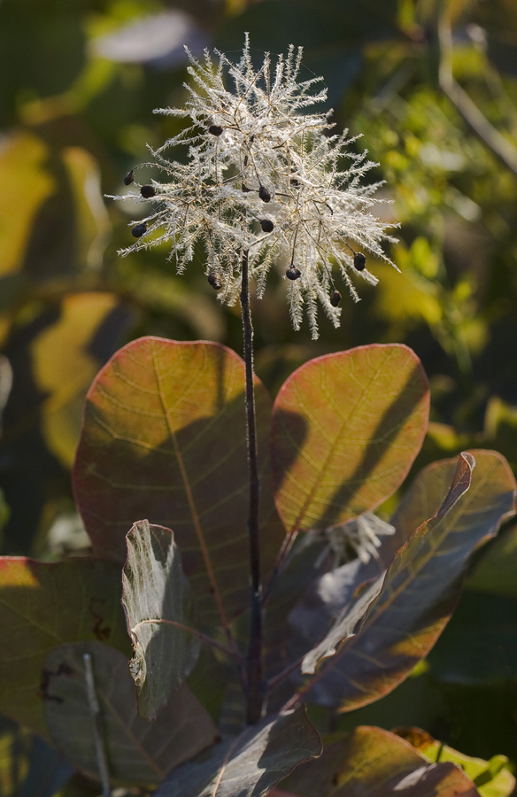 Image of Cotinus coggygria specimen.