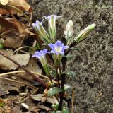 Gentiana zollingeri. Цветущее растение. Приморский край, Уссурийский гор. округ, окр. с. Монакино. 18.05.2013.