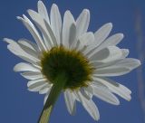 род Leucanthemum