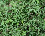 Ligustrum obtusifolium var. regelianum