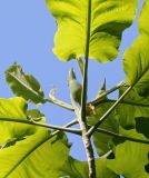 Magnolia macrophylla