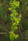 Galium verum. Часть соцветия. Крым, окр. с. Перевальное, ур. Аян, луговая степь. 13 июня 2013 г.