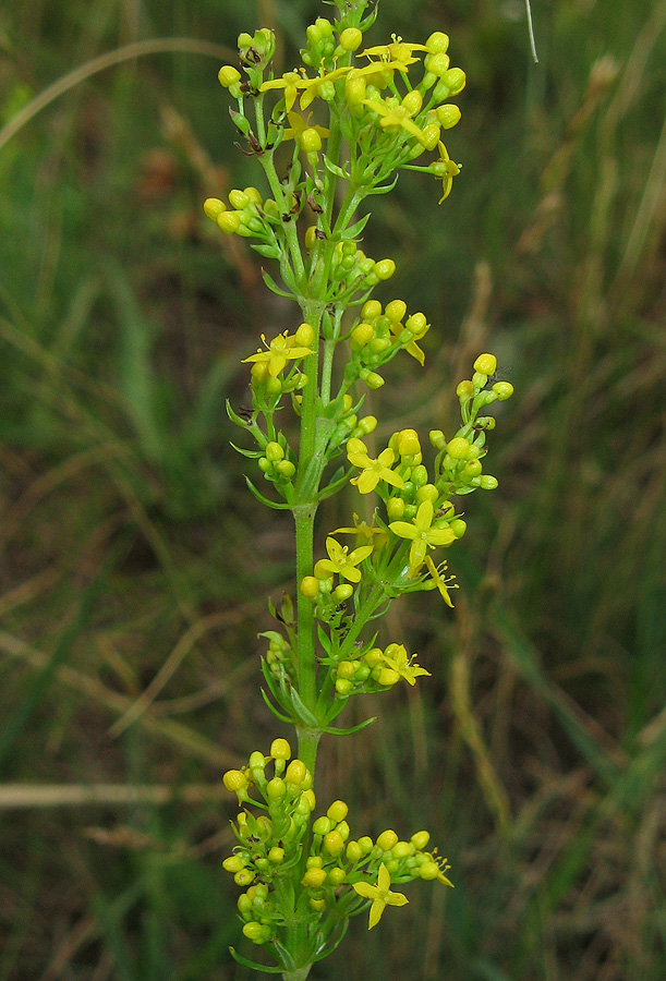 Изображение особи Galium verum.