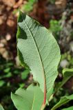 Salix hastata. Лист (вид с обратной стороны). Архангельская обл., Пинежский р-н, окр. Пинежского заповедника, лог. 21.06.2013.