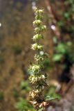 Rumex halacsyi. Часть стебля с плодами. Крым, Керченский п-ов, окр. пос. Приморский. 7 июля 2013 г.