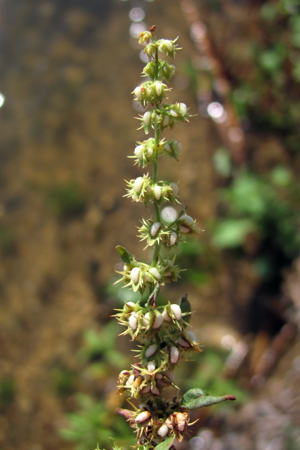 Image of Rumex halacsyi specimen.