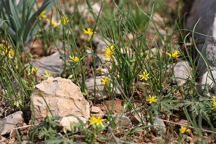 Image of genus Gagea specimen.