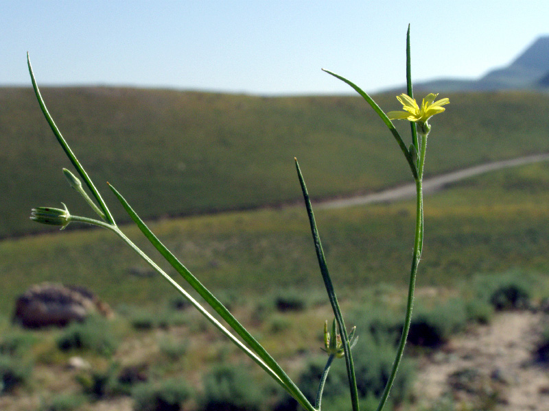 Image of Koelpinia linearis specimen.