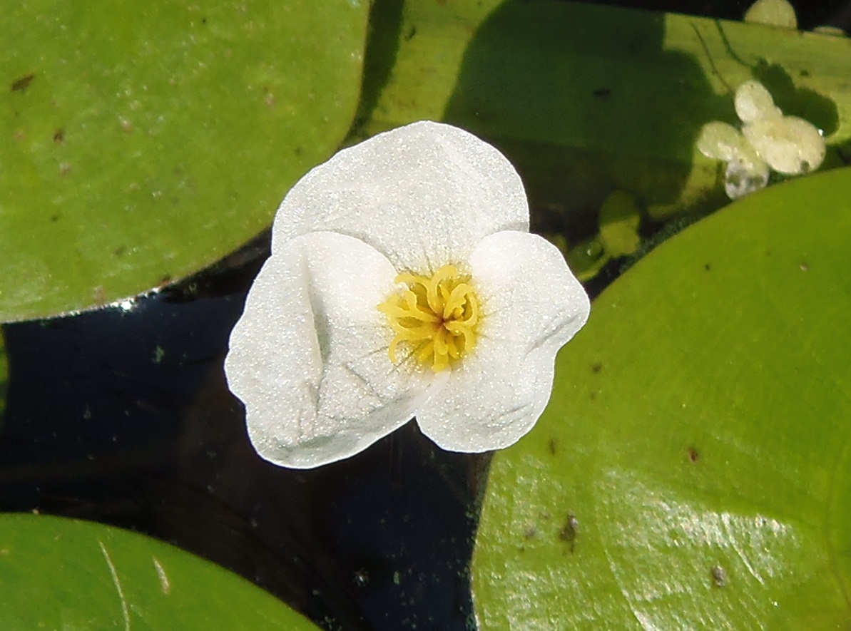 Изображение особи Hydrocharis morsus-ranae.