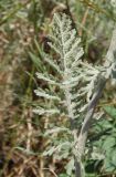 Tanacetum millefolium. Лист. Украина, г. Одесса, Аркадия, склон возле Тропы здоровья. 20.06.2013.