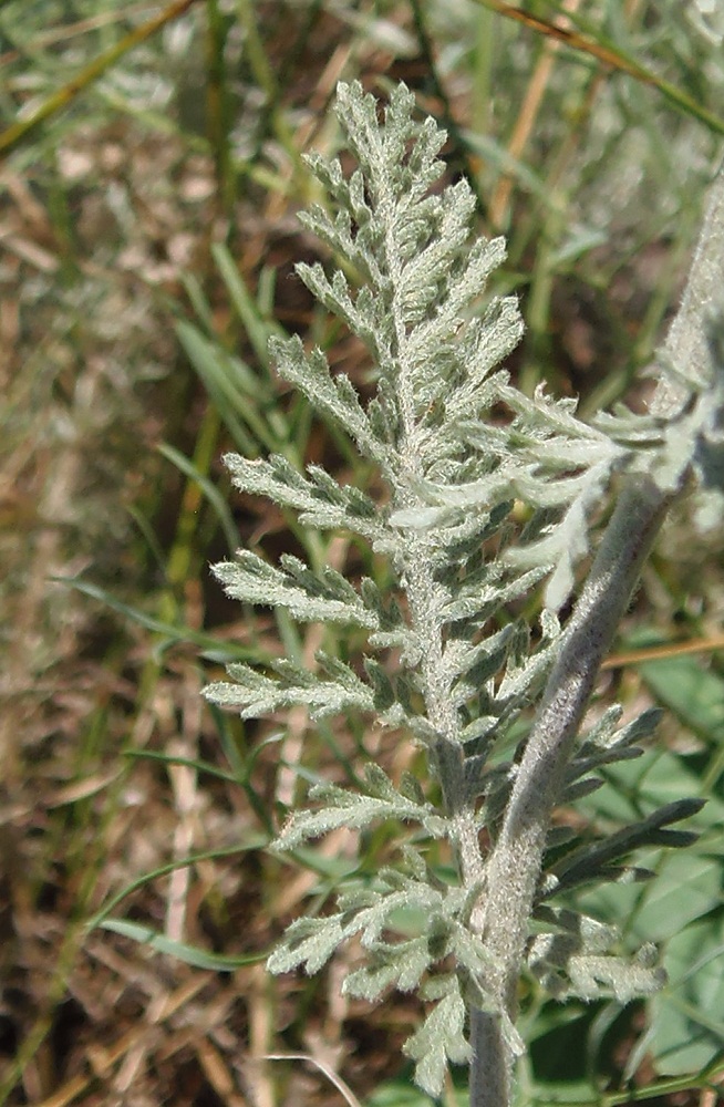 Изображение особи Tanacetum millefolium.