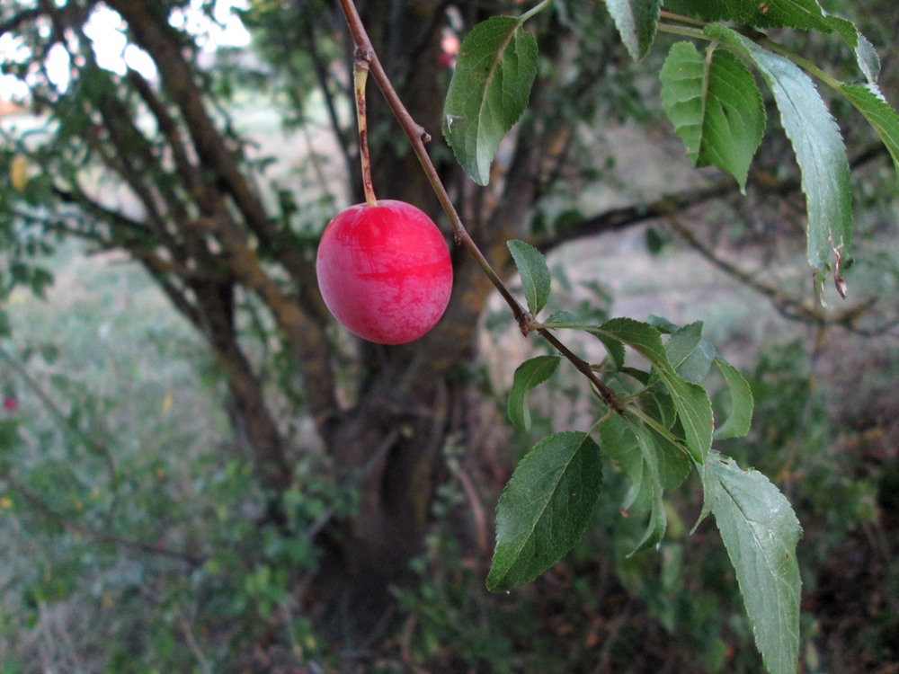 Image of Prunus cerasifera specimen.