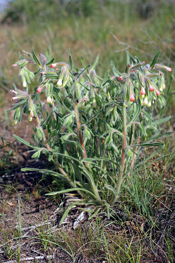 Изображение особи Onosma dichroantha.