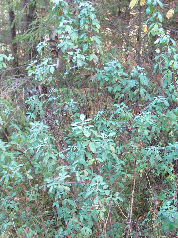 Изображение особи Chamaecytisus ruthenicus.