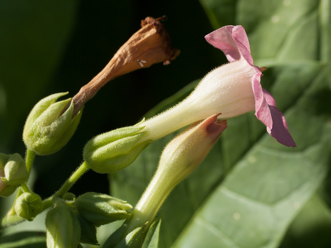 Изображение особи Nicotiana tabacum.