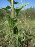 Sisymbrium loeselii