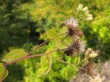 Inula conyza. Верхушка отцветающего и плодоносящего растения. Краснодарский край, окр. г. Геленджик, щель Прасковеевская, обочина дороги по склону хребта над селом Прасковеевка. 21.09.2013.