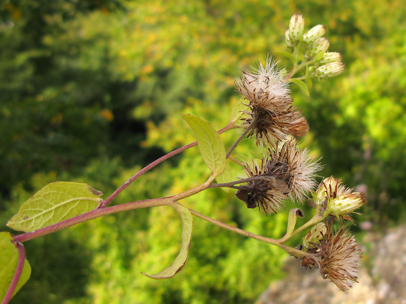 Изображение особи Inula conyza.