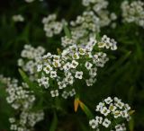 Lobularia maritima