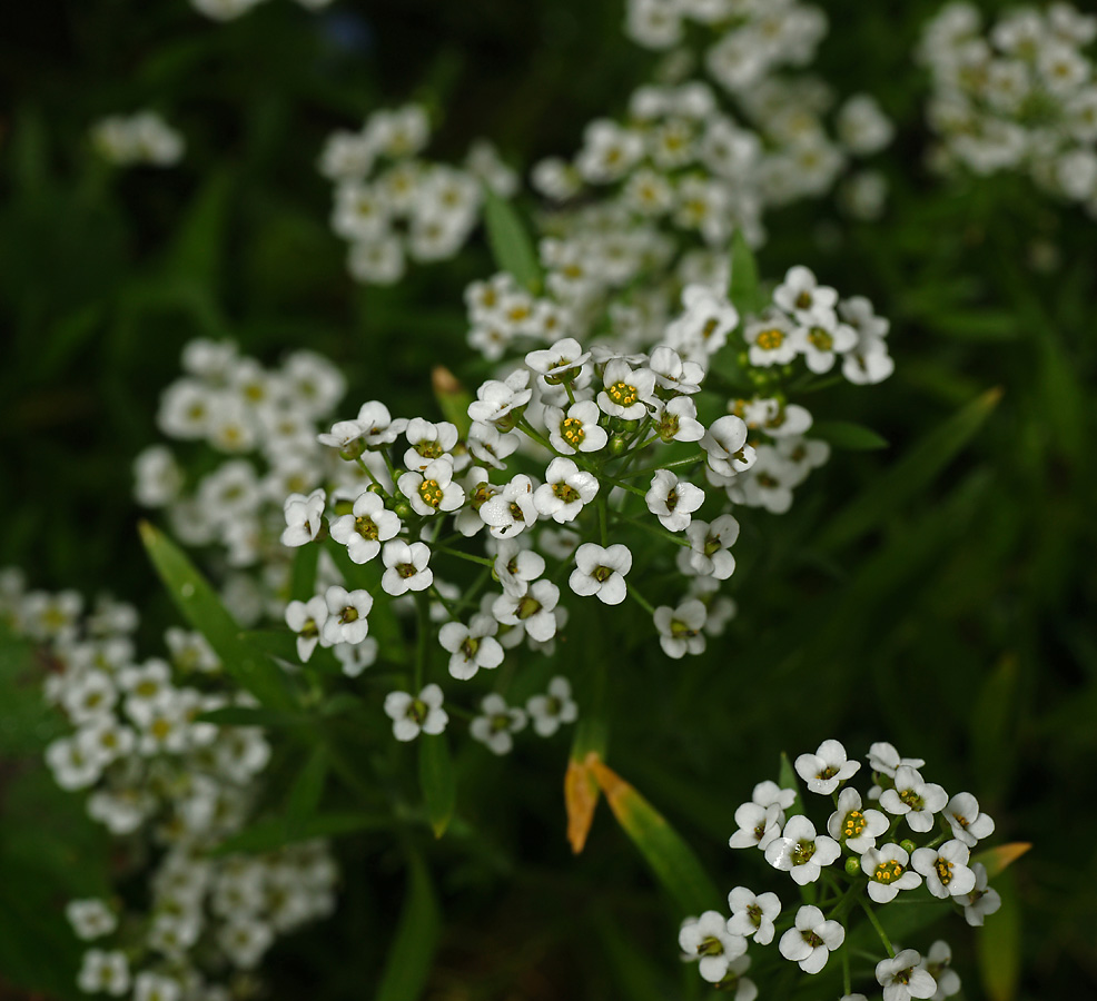 Image of Lobularia maritima specimen.