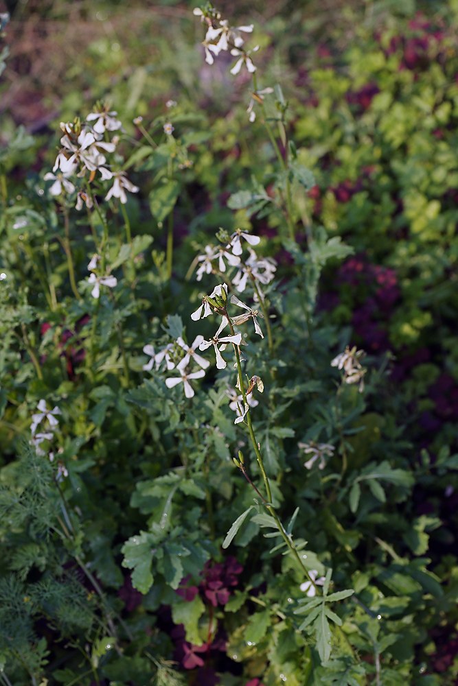 Изображение особи Eruca sativa.