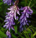 Vicia cracca. Соцветия. Московская обл., Раменский р-н, окр. ж.-д. платформы Хрипань, просека под ЛЭП. 25.07.2013.