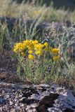 Hypericum scabrum. Цветущее растение. Южный Казахстан, горы Каракус. 16.05.2013.