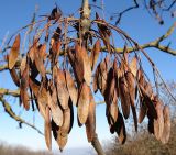 Fraxinus excelsior