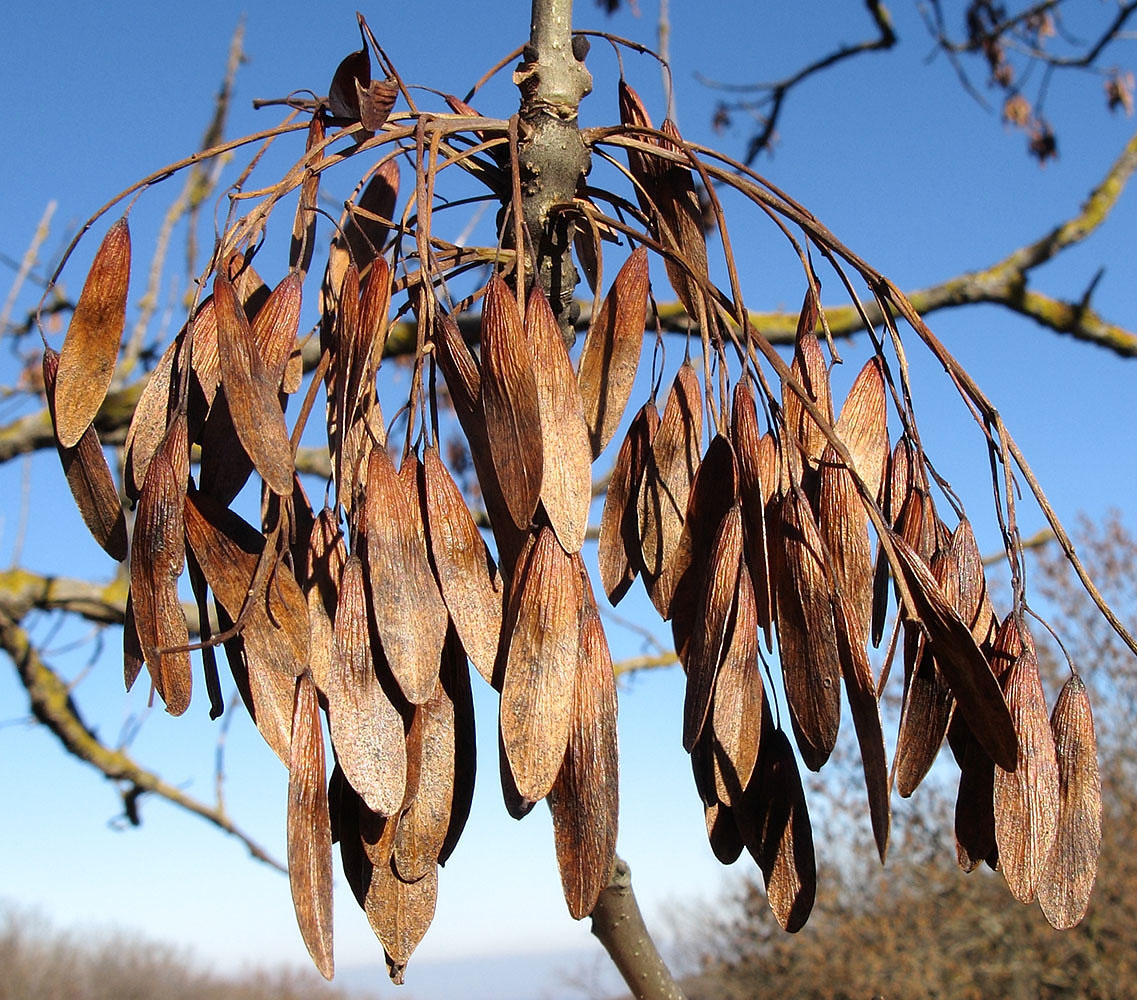 Image of Fraxinus excelsior specimen.