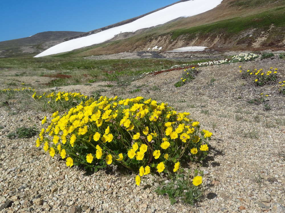 Изображение особи Potentilla uniflora.