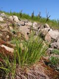 Carex ensifolia
