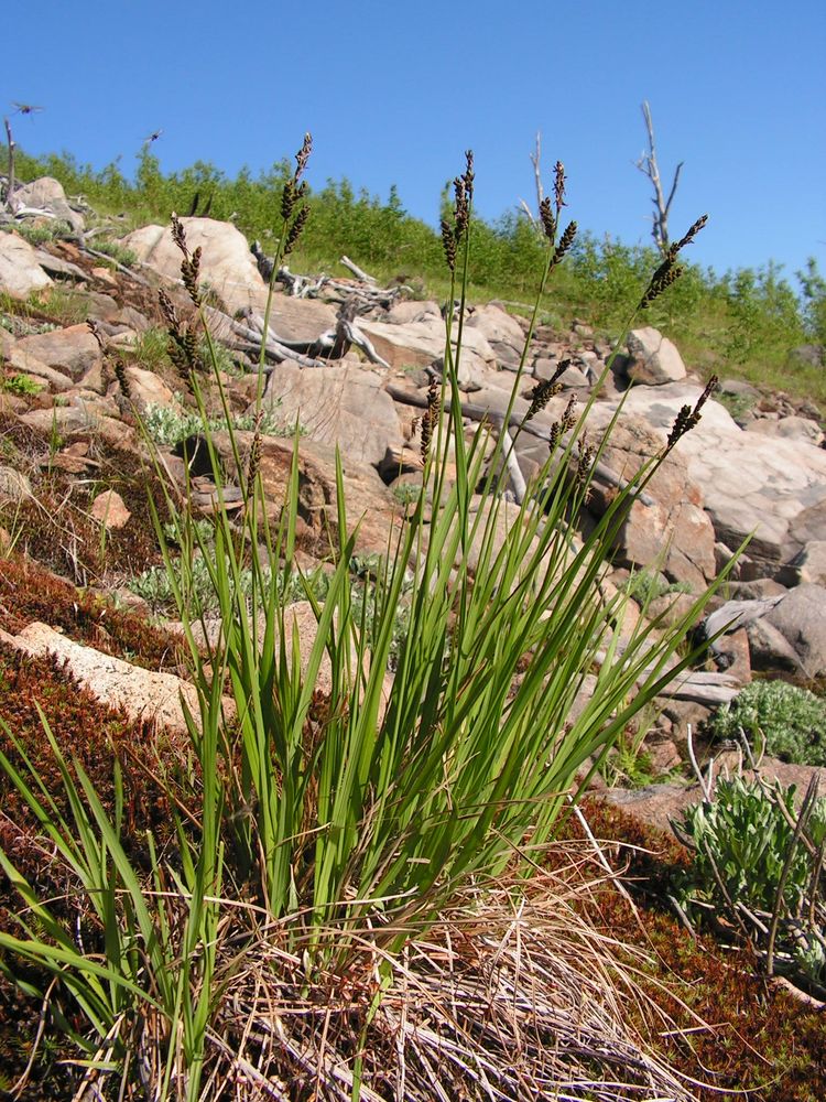 Image of Carex ensifolia specimen.
