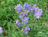 Geranium pratense. Верхушка цветущего растения. Иркутск, остров Юность, луг по берегу р. Ангары. 28.06.2007.