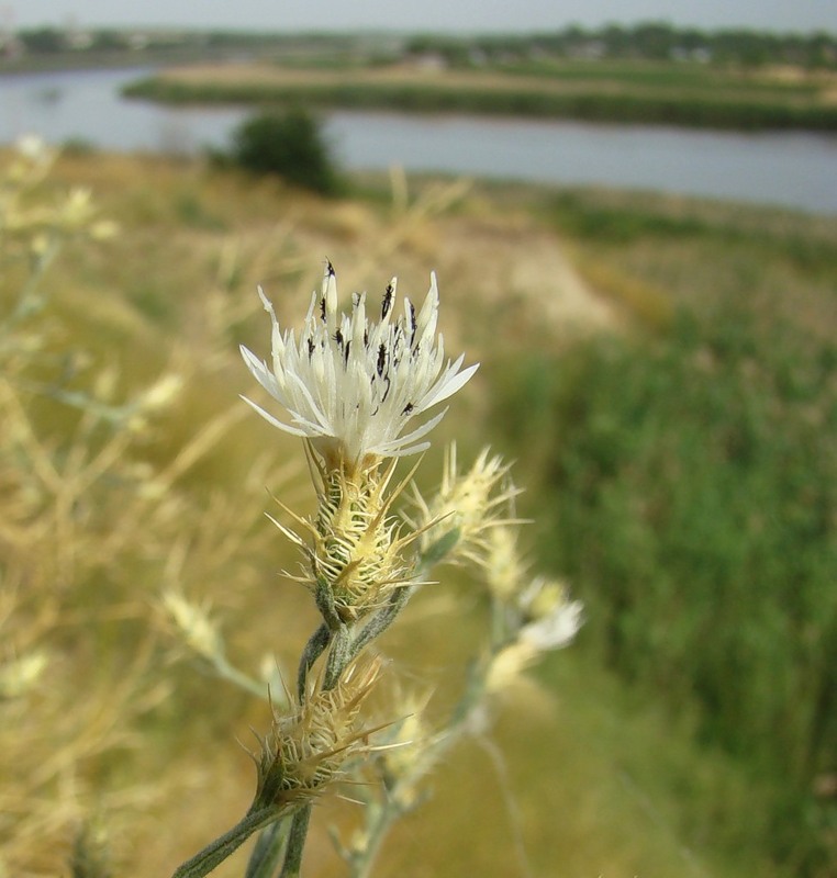 Изображение особи Centaurea diffusa.