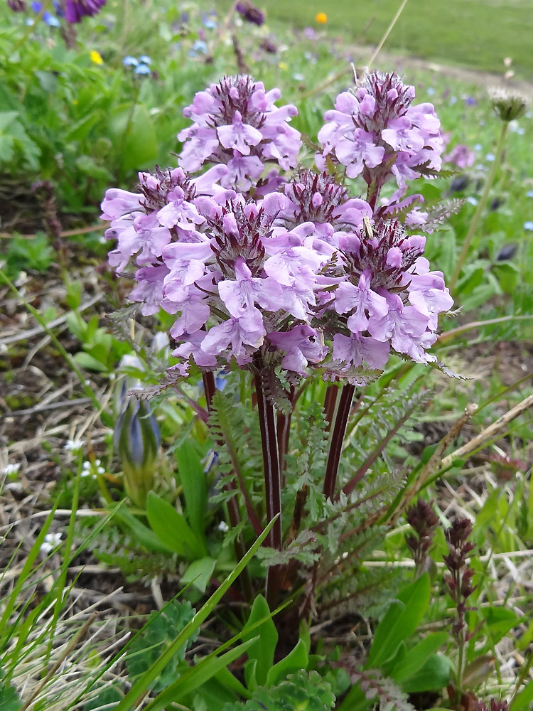 Изображение особи Pedicularis anthemifolia.