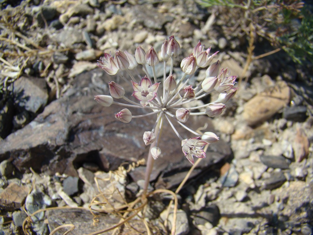 Изображение особи Allium michaelis.