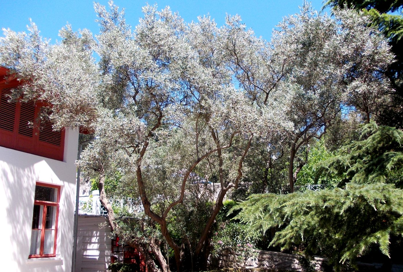 Image of Olea europaea specimen.