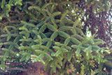 Abies pinsapo