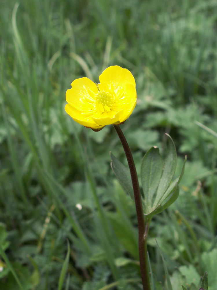 Изображение особи Ranunculus songaricus.