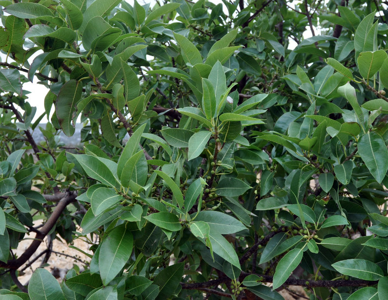 Image of Ficus cordata ssp. salicifolia specimen.