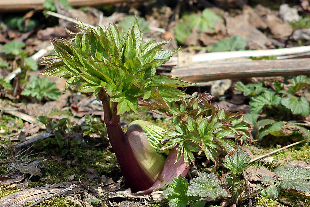 Image of Angelica ursina specimen.