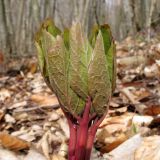 Paeonia caucasica